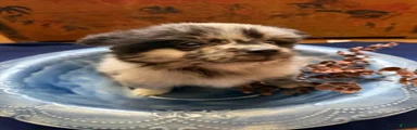 Pomeranian 3 Kane