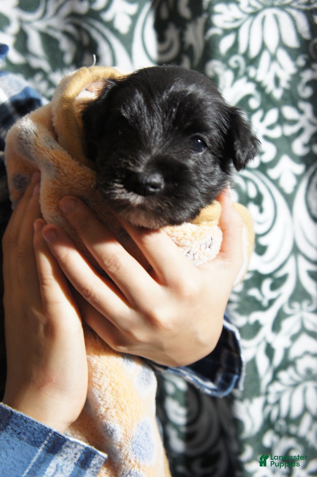 Miniature Schnauzer dogs for sale: Chloe - Ad 14