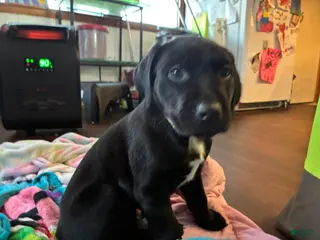 Mixed Breed dogs for sale: Cletus - Ad 2