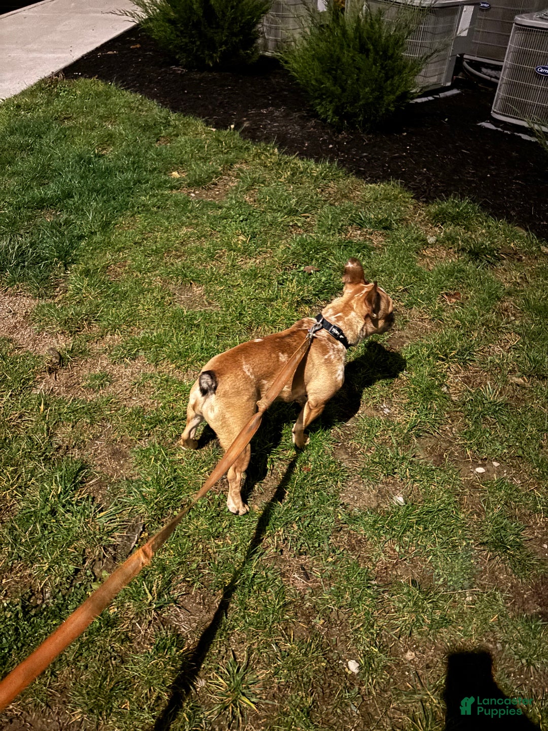 French Bulldog dogs for sale: Missy - Ad 2