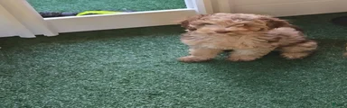 Goldendoodle 1