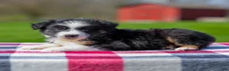 Miniature Australian Shepherd dogs for sale: Drake - Ad 5