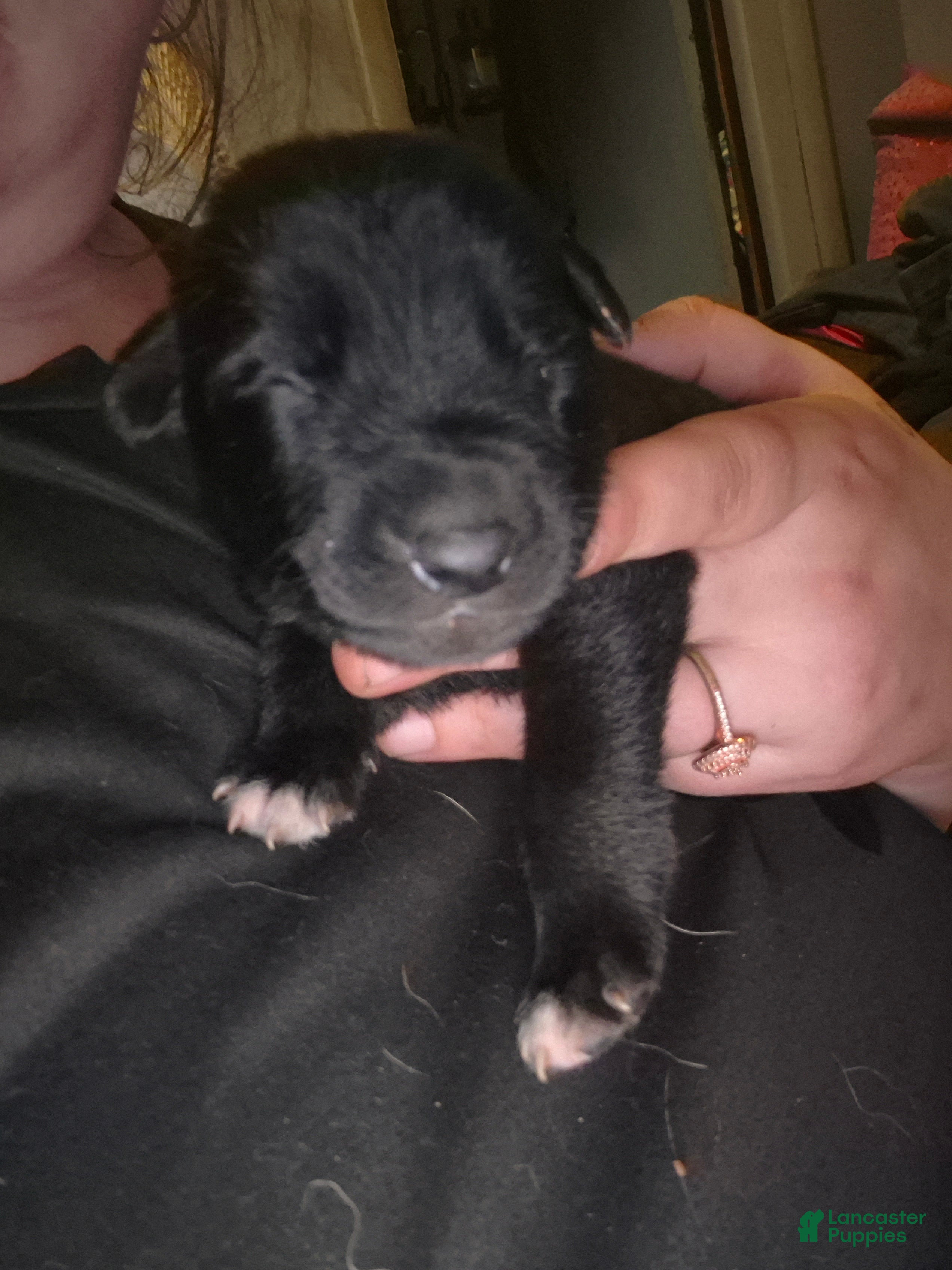 Mixed Breed dogs Mixed Breed 2 - Ad 34