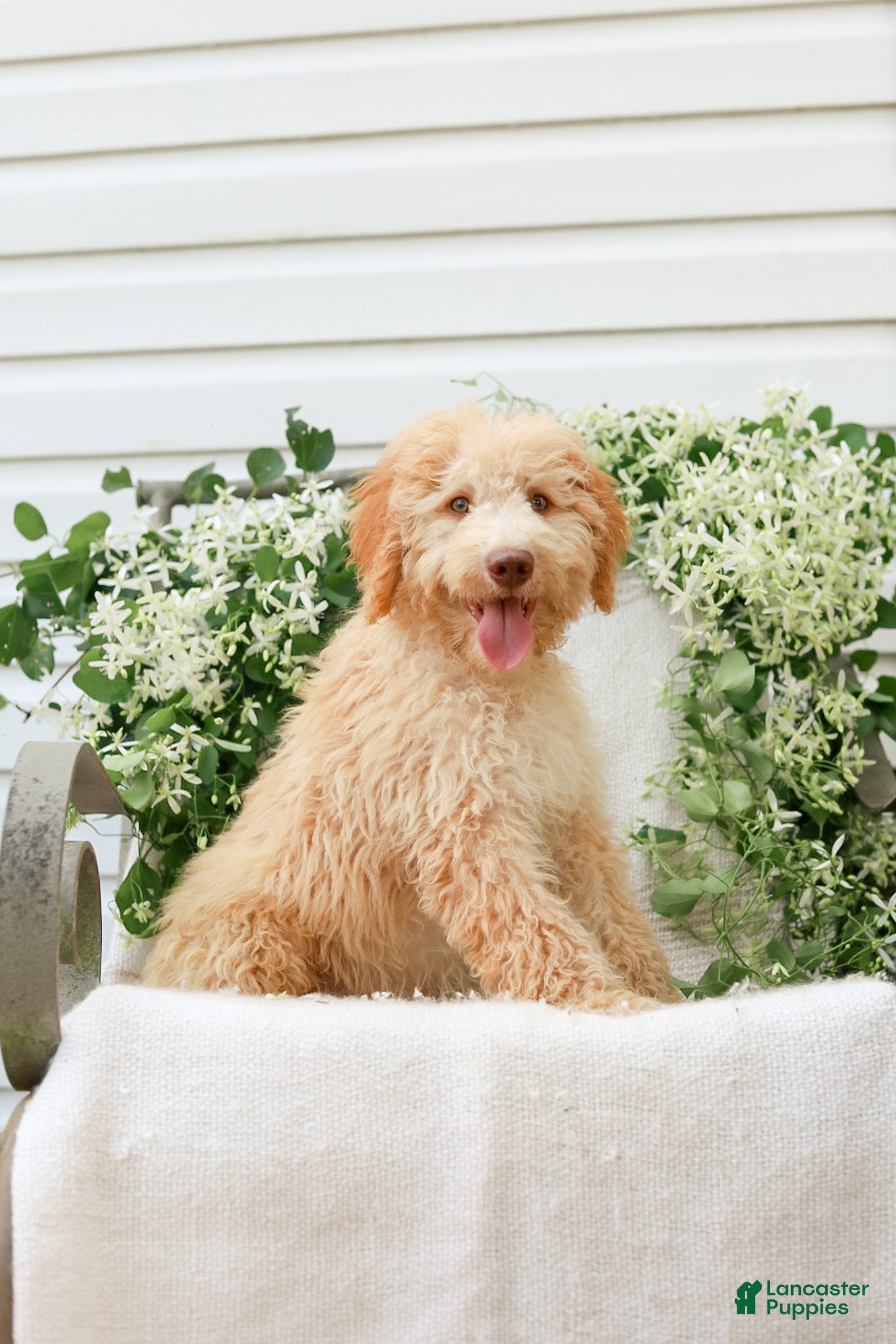 Goldendoodle dogs Jeremy - Ad 1