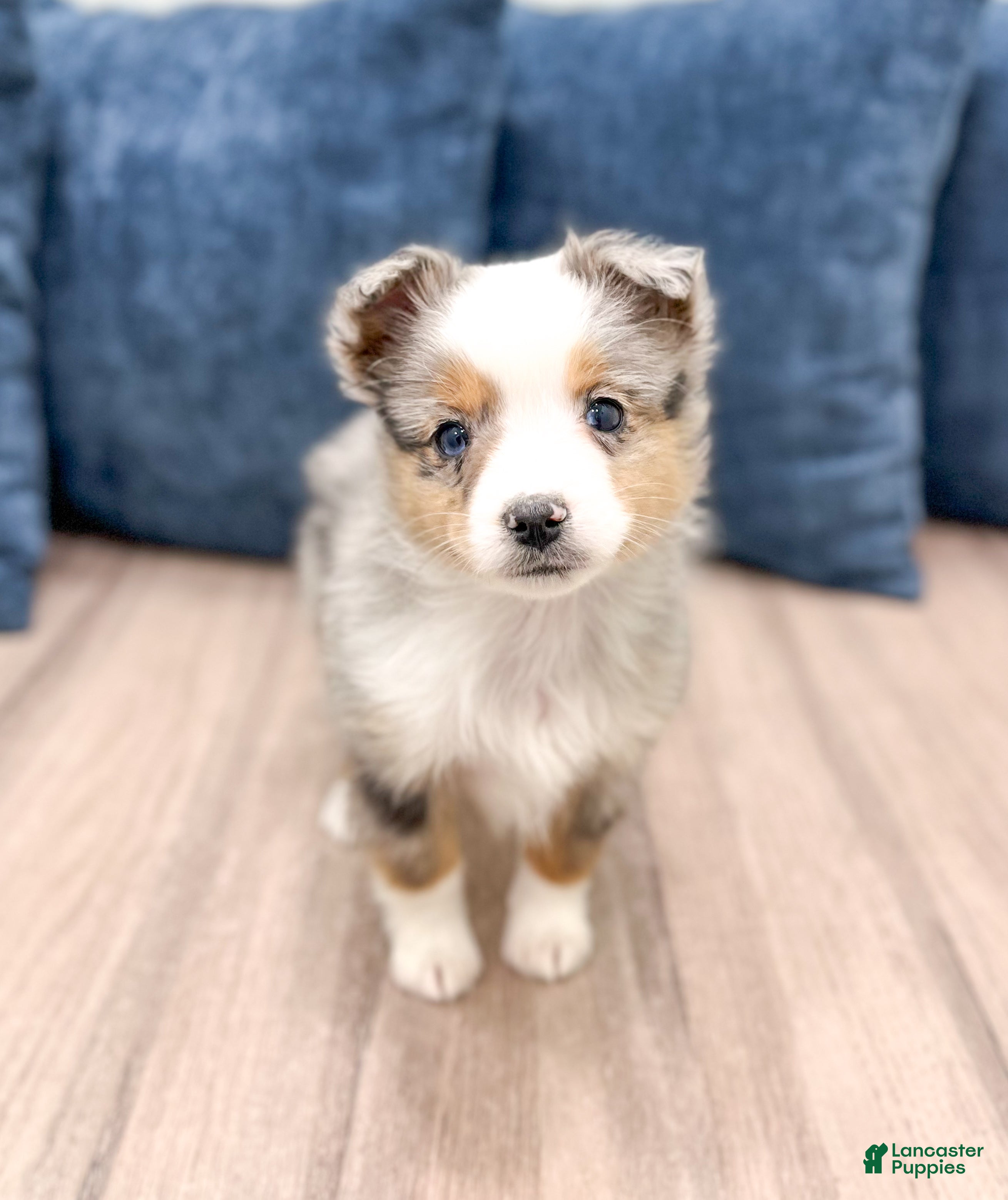Miniature Australian Shepherd dogs Blake - Ad 33