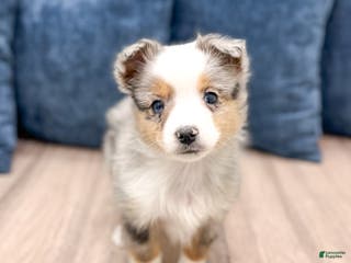 Miniature Australian Shepherd dogs Blake - Ad 33