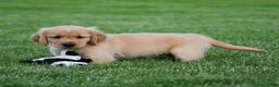 Golden Retriever dogs for sale: Honey - Ad 4