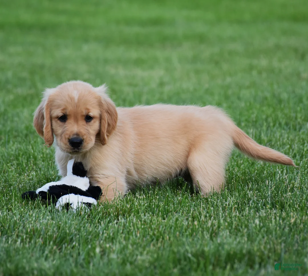 Golden Retriever dogs for sale: Honey - Ad 4