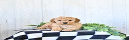 Mini Goldendoodle dogs for sale: Tanner - Ad 3