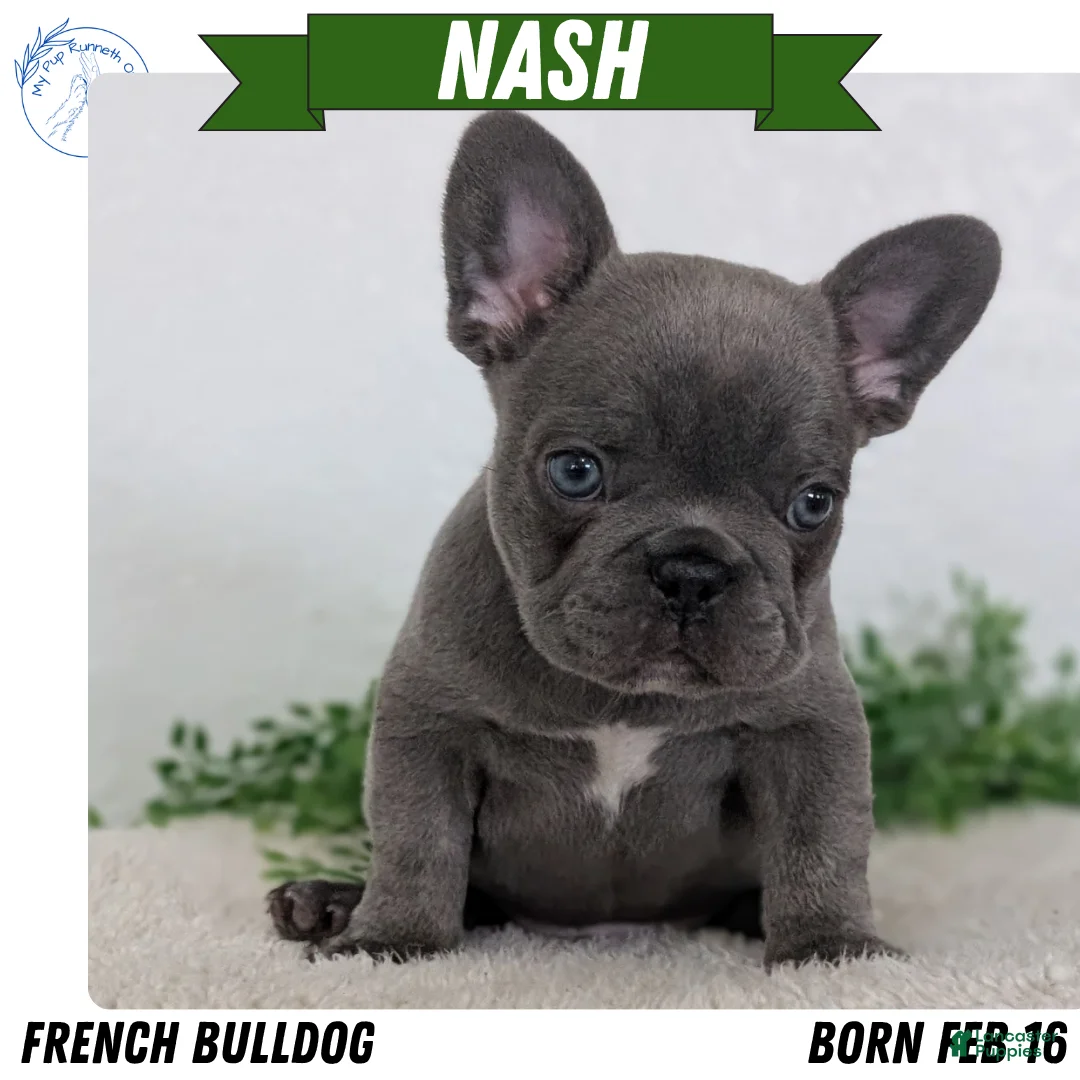 French Bulldog dogs for sale: Nash - Ad 1