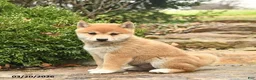 Shiba Inu dogs for sale: Denver  - Ad 2