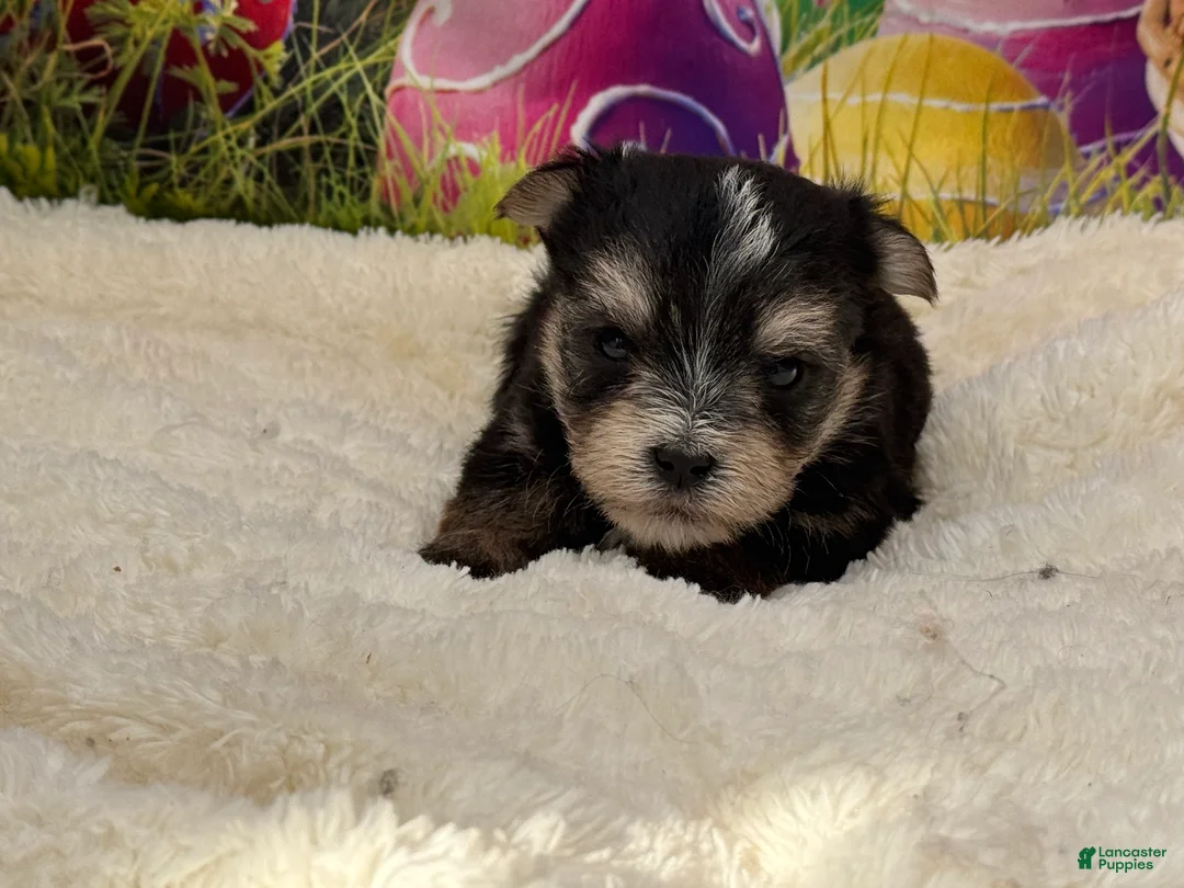 Morkie dogs for sale: Mark - Ad 1