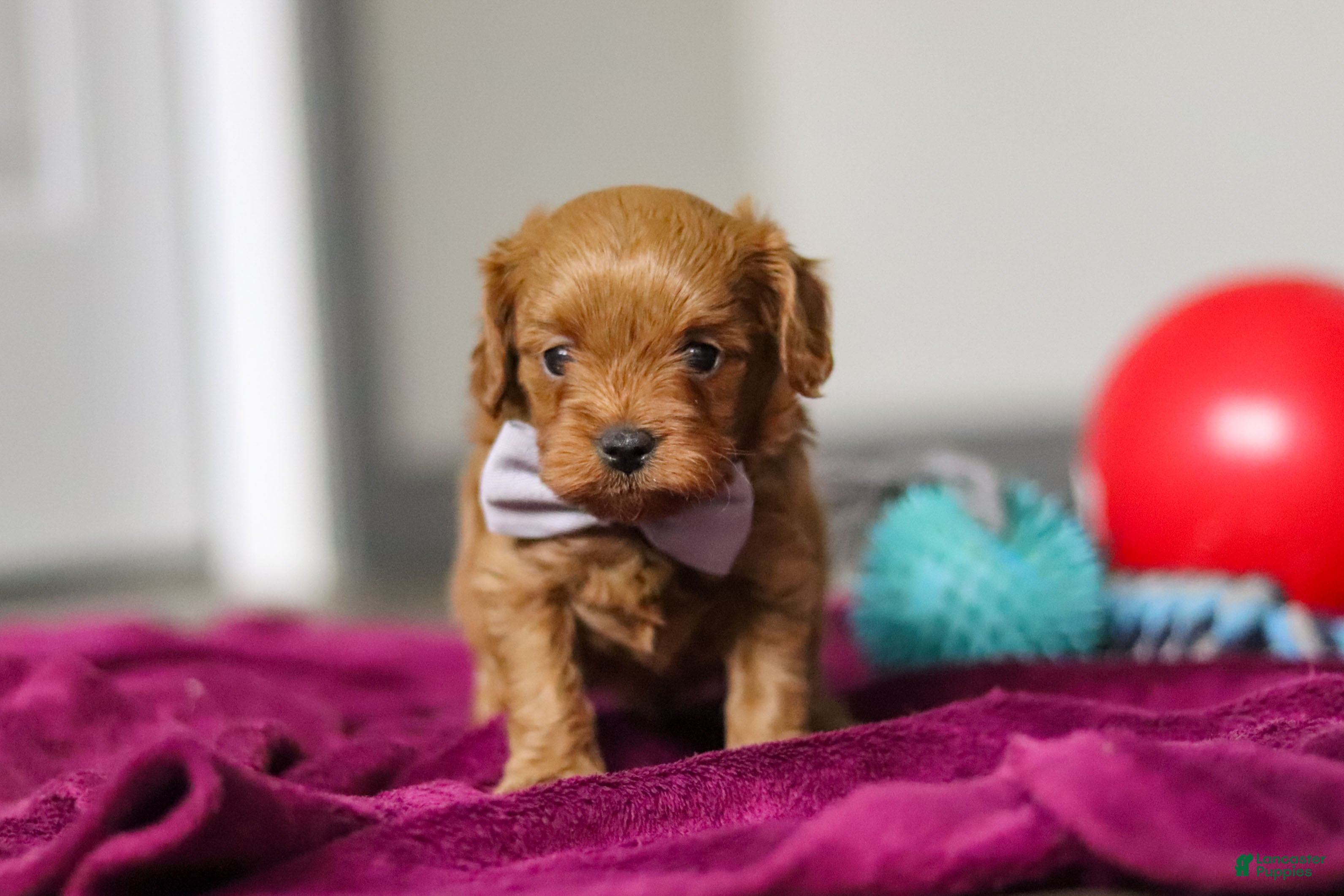 Cavapoo dogs Irwin - Ad 13