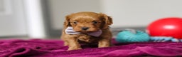 Cavapoo dogs for sale: Irwin - Ad 1