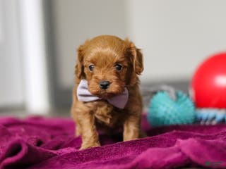 Cavapoo dogs Irwin - Ad 5