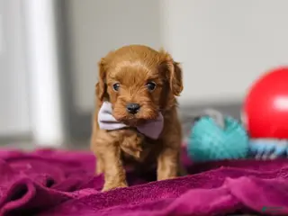 Cavapoo dogs Irwin - Ad 38