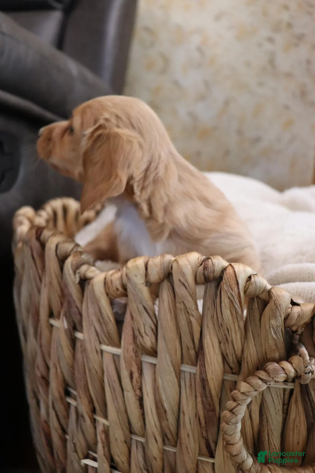 Dachshund dogs for sale: Dachshund Puppy 4 - Ad 1