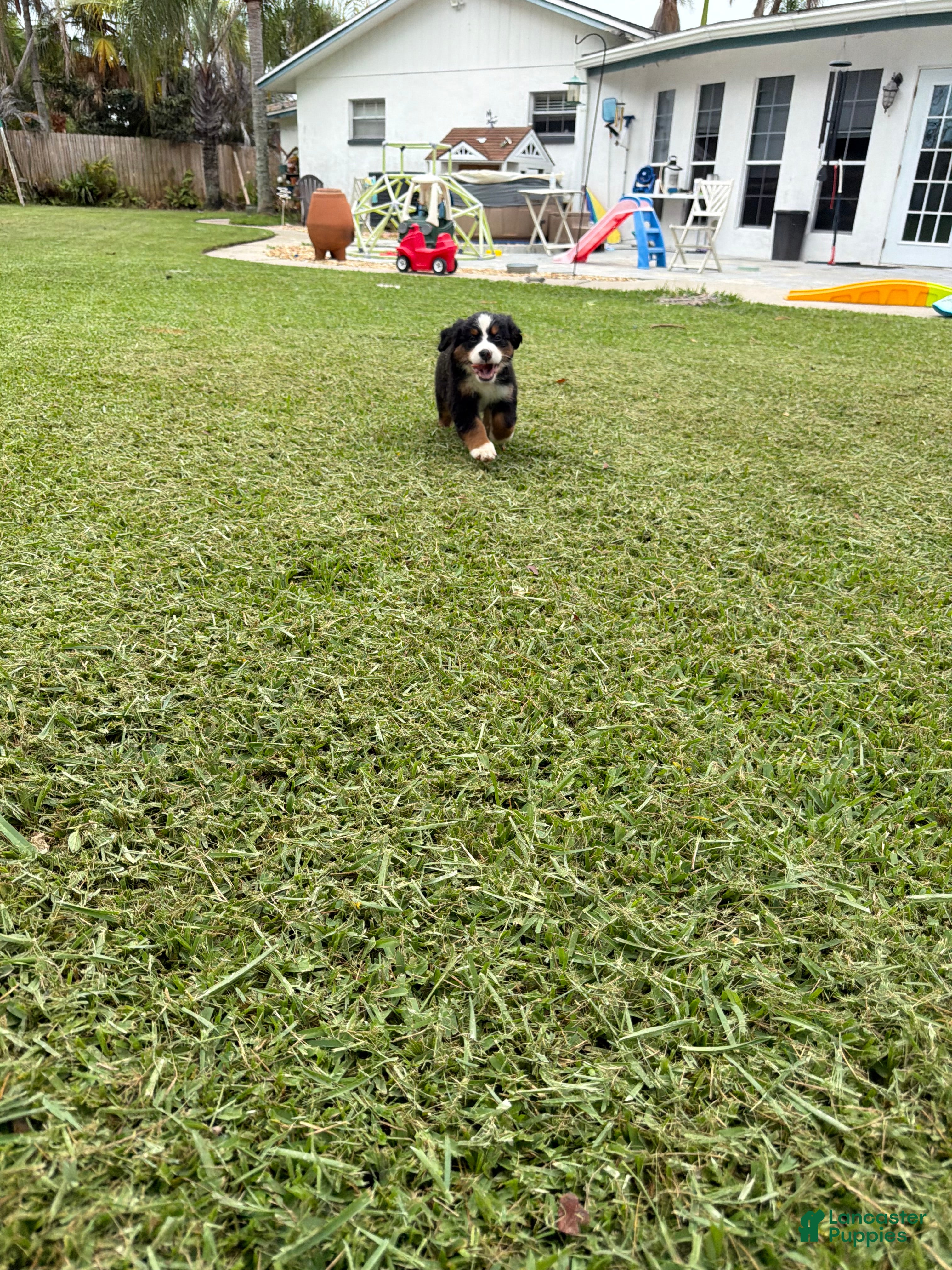 Bernese Mountain Dog dogs Bernese Mountain Dog 5 - Ad 1