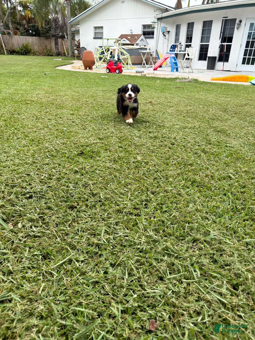 Bernese Mountain Dog dogs for sale: Bernese Mountain Dog 5 - Ad 1