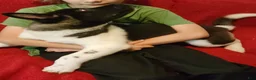 Akita dogs for sale: AKC Akita Puppy - Starlight - Ad 2