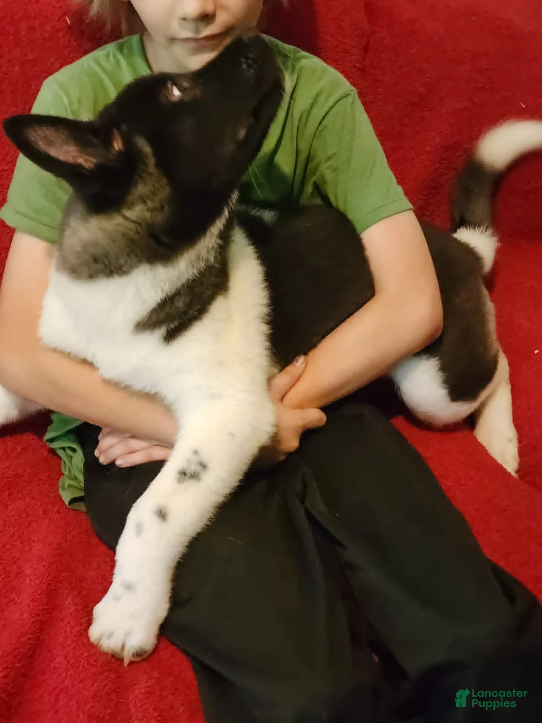 Akita dogs for sale: AKC Akita Puppy - Starlight - Ad 2