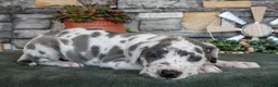 Great Dane dogs for sale: Dixie - Ad 2