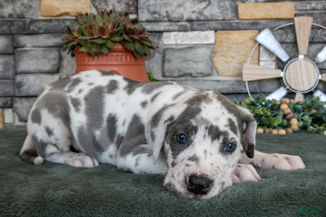 Great Dane dogs for sale: Dixie - Ad 2