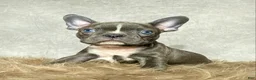 Frenchton dogs for sale: Mr. Finn - Ad 5