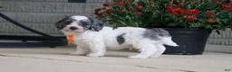 Mini Goldendoodle dogs for sale: Scout - Ad 3