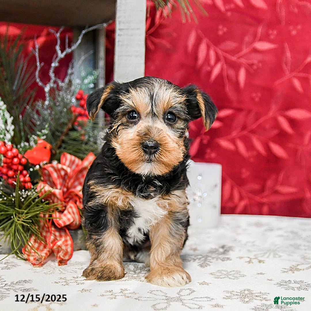 Yorkshire Terrier dogs for sale: Toby - Ad 2