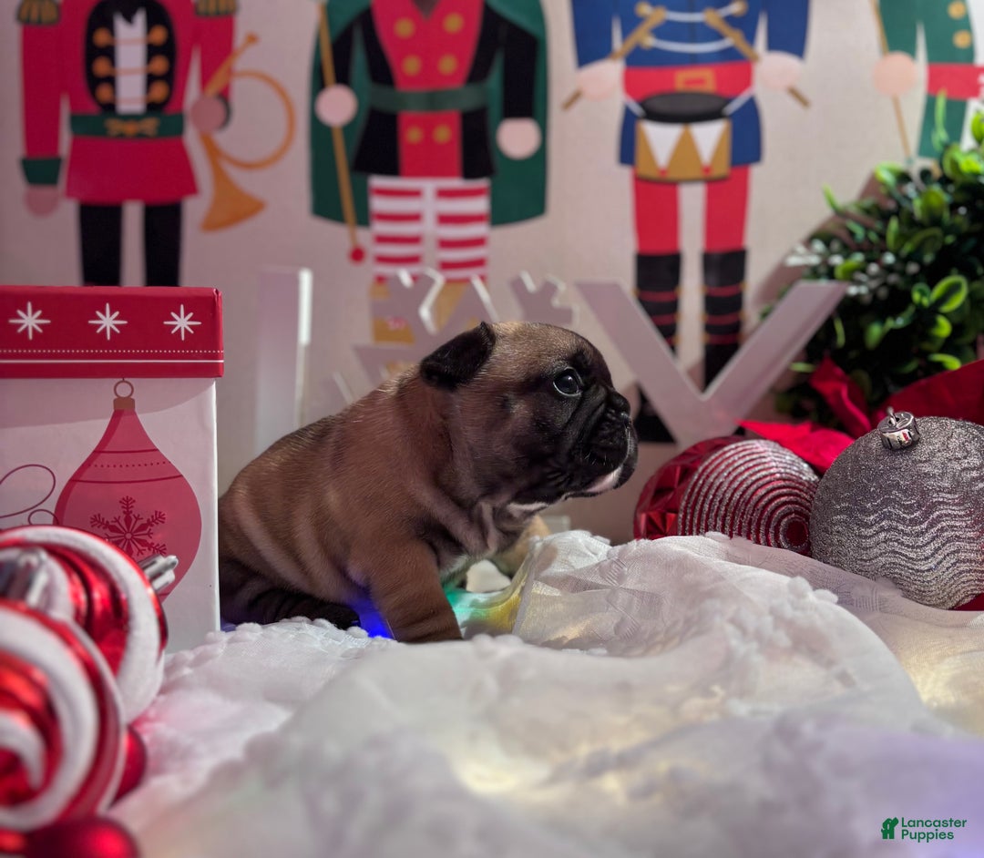 French Bulldog dogs for sale: French Bulldog Puppy 2 - Ad 7