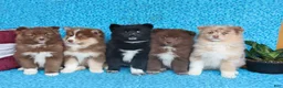 Pomsky dogs for sale: Winnie - Ad 3