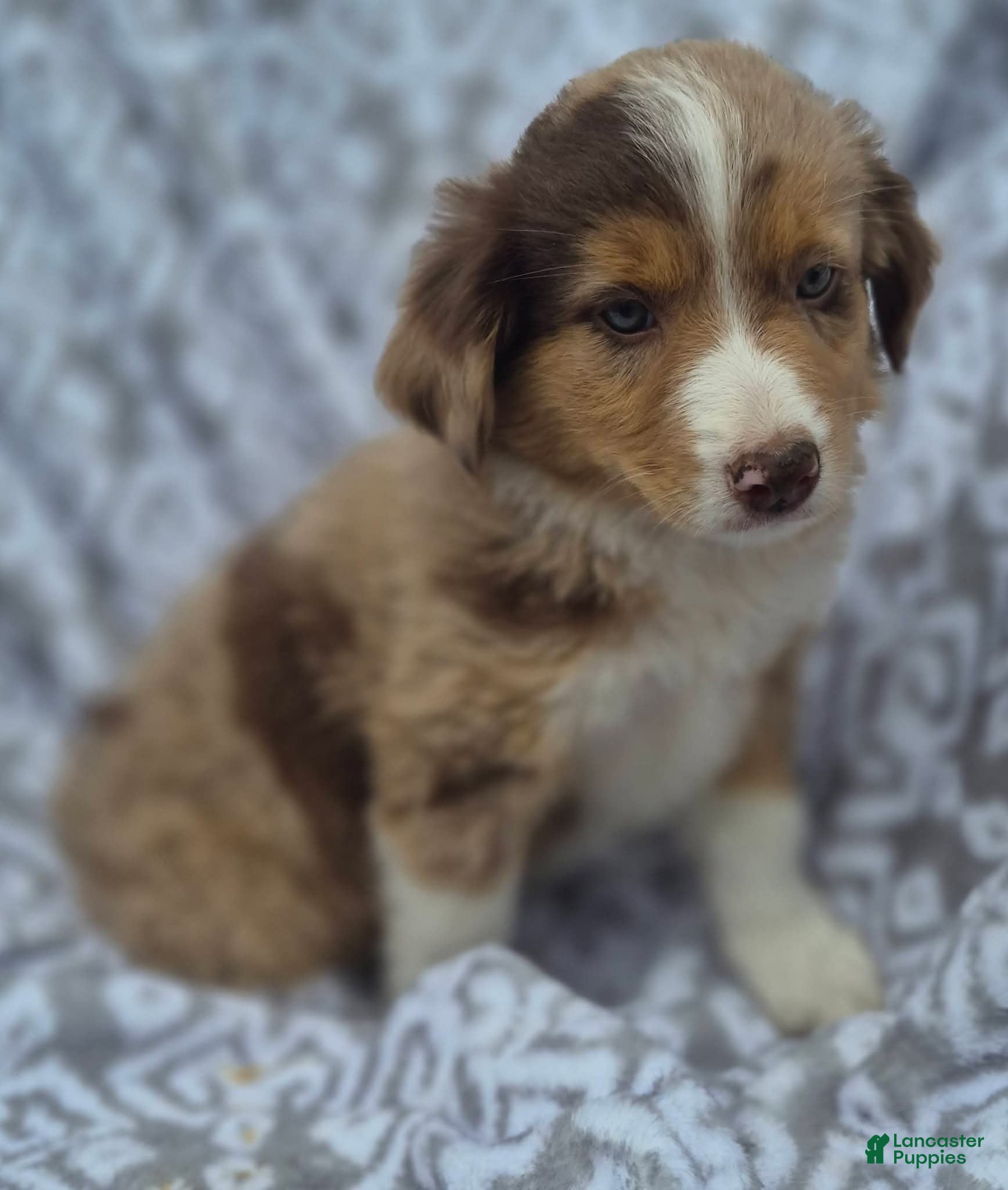 Australian Shepherd dogs Mini Australian Shepherd 4 - Ad 20