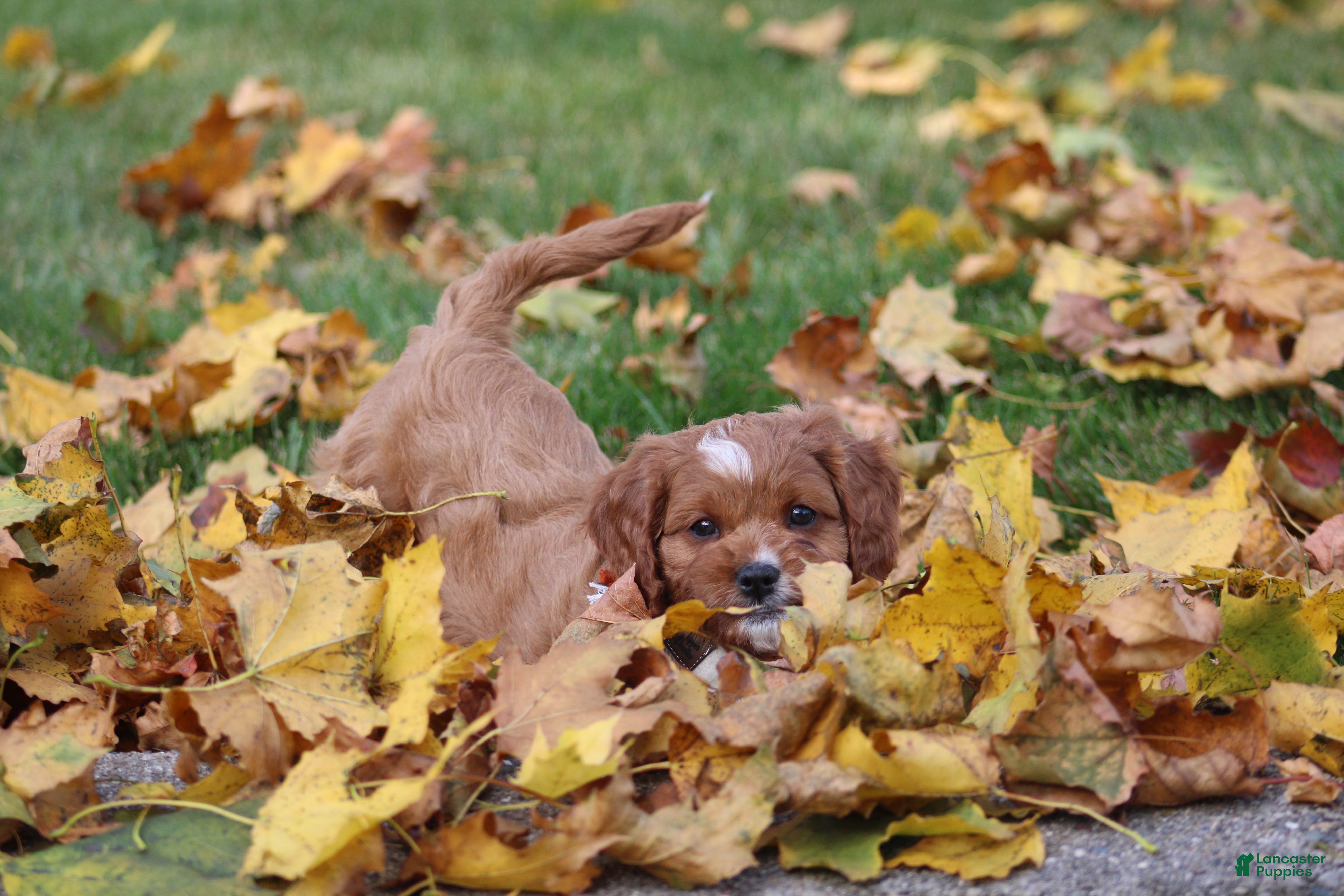 Cavapoo dogs for sale: Dax - Ad 2