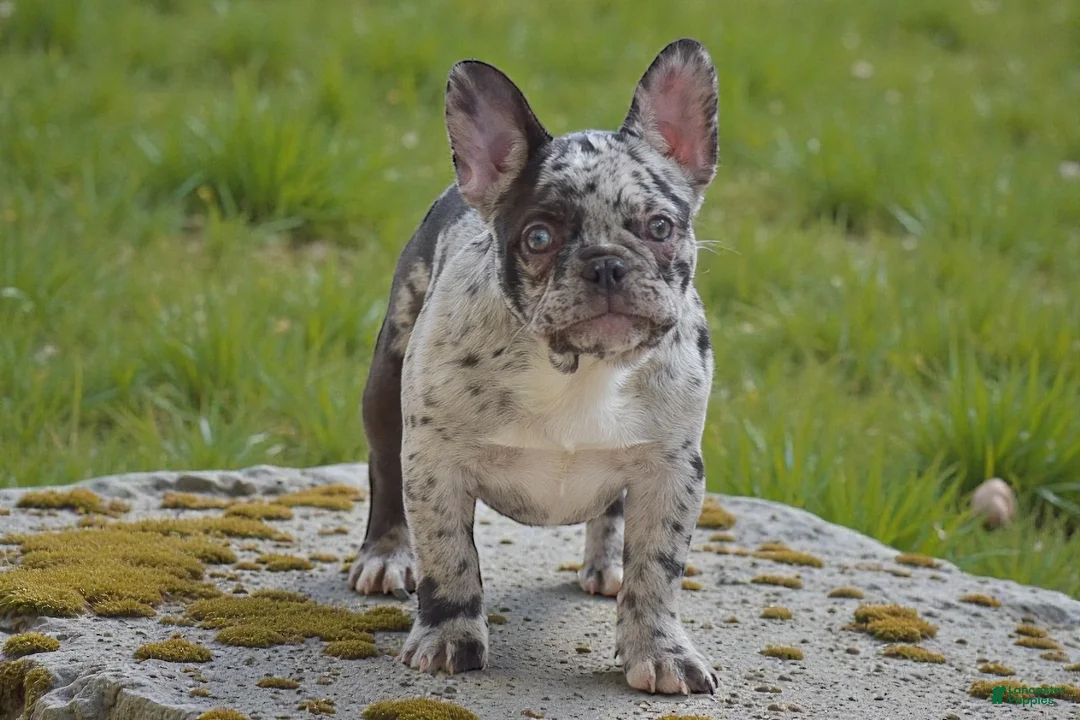 French Bulldog dogs for sale: Nadia - Ad 2