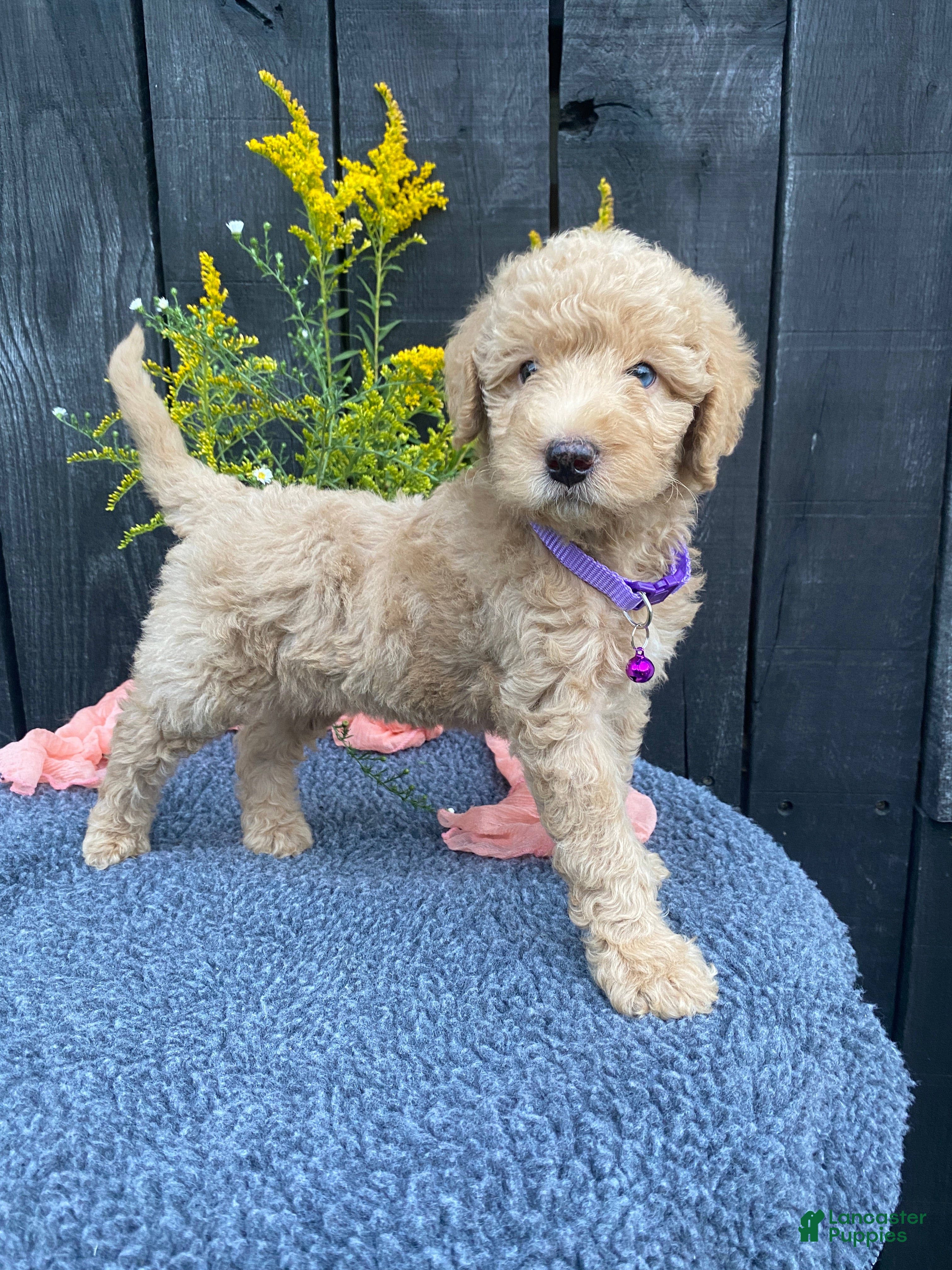 Miniature Labradoodle dogs Piper - Ad 2