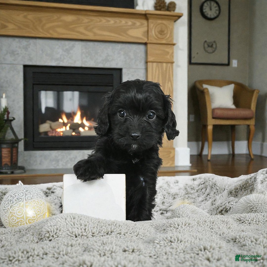 Cavapoo dogs for sale: ADDIE - Ad 4