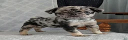 Pug dogs for sale: Eclair - Ad 4