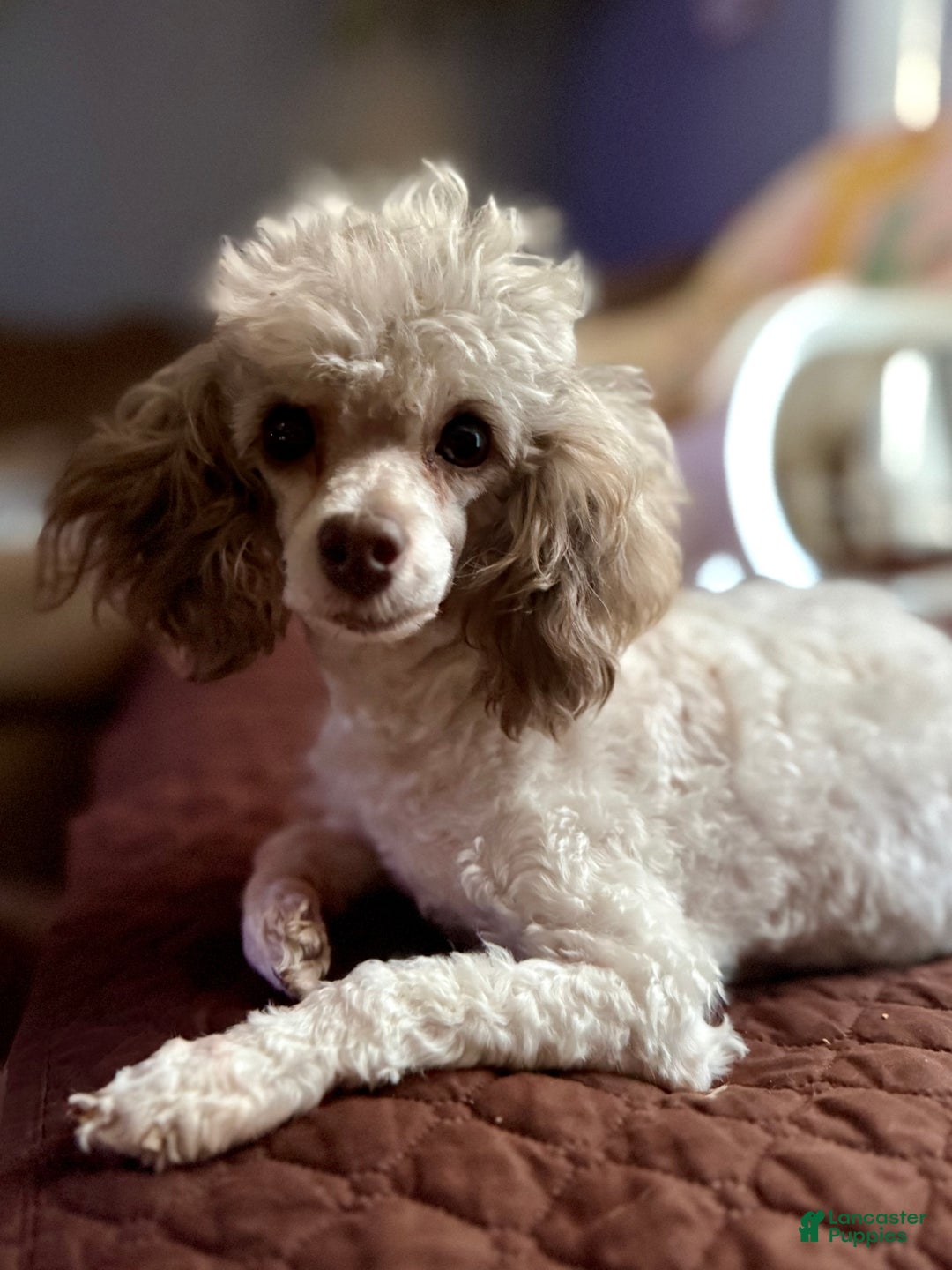 Toy Poodle dogs for sale: Lil Alaska - Ad 5