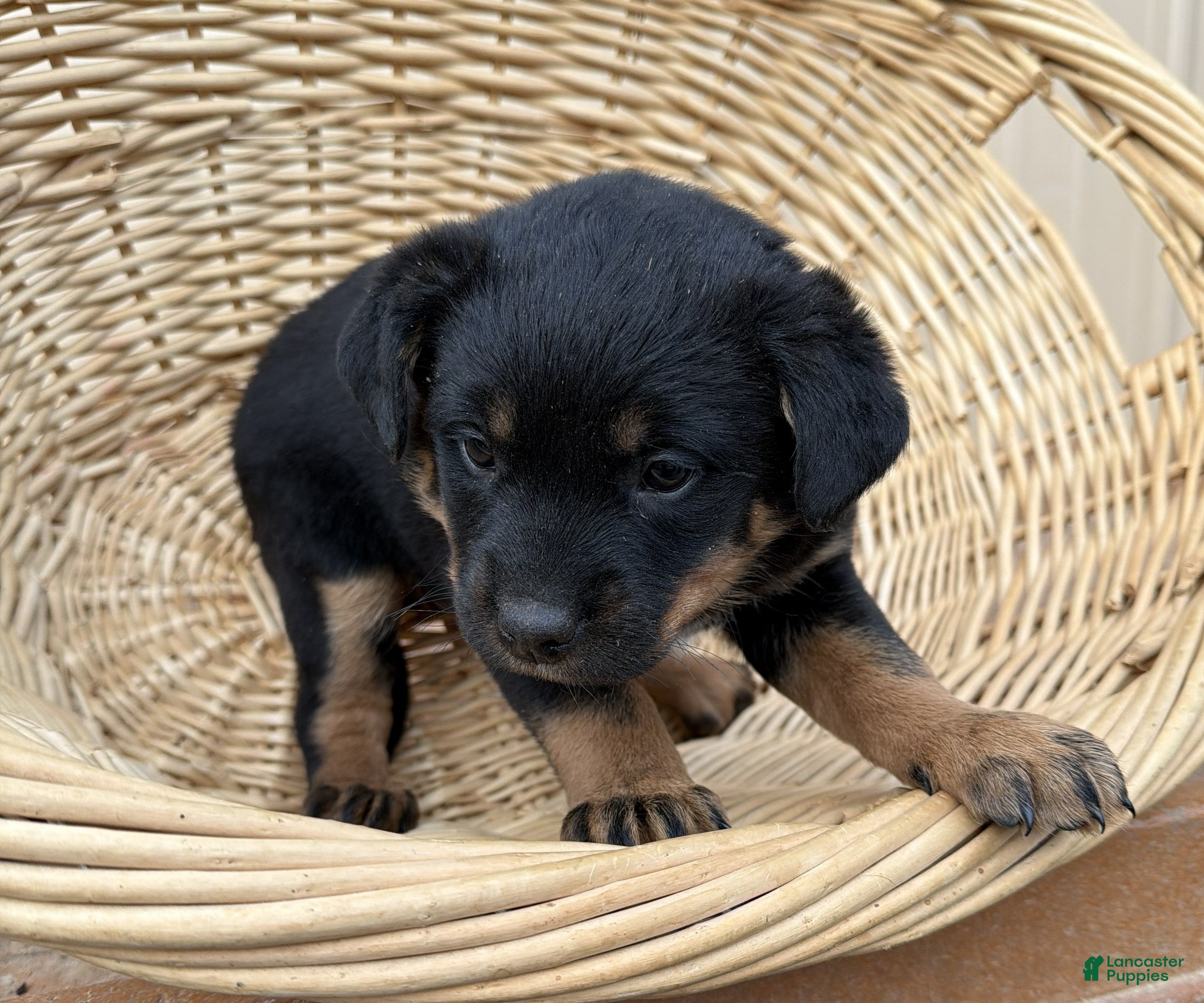 Rottweiler dogs Rottweiler Puppy 3 Abby - Ad 31