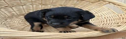 Rottweiler dogs for sale: Rottweiler Puppy 3 Abby - Ad 1