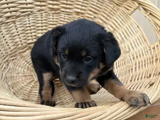 Rottweiler dogs Rottweiler Puppy 3 Abby - Ad 15