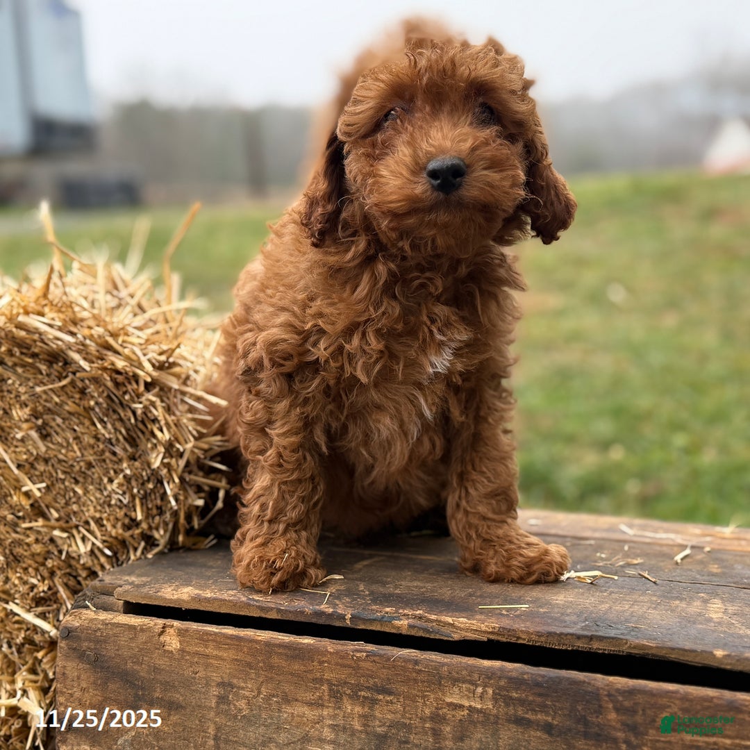 Irish Doodle dogs for sale: Fynn - Ad 5