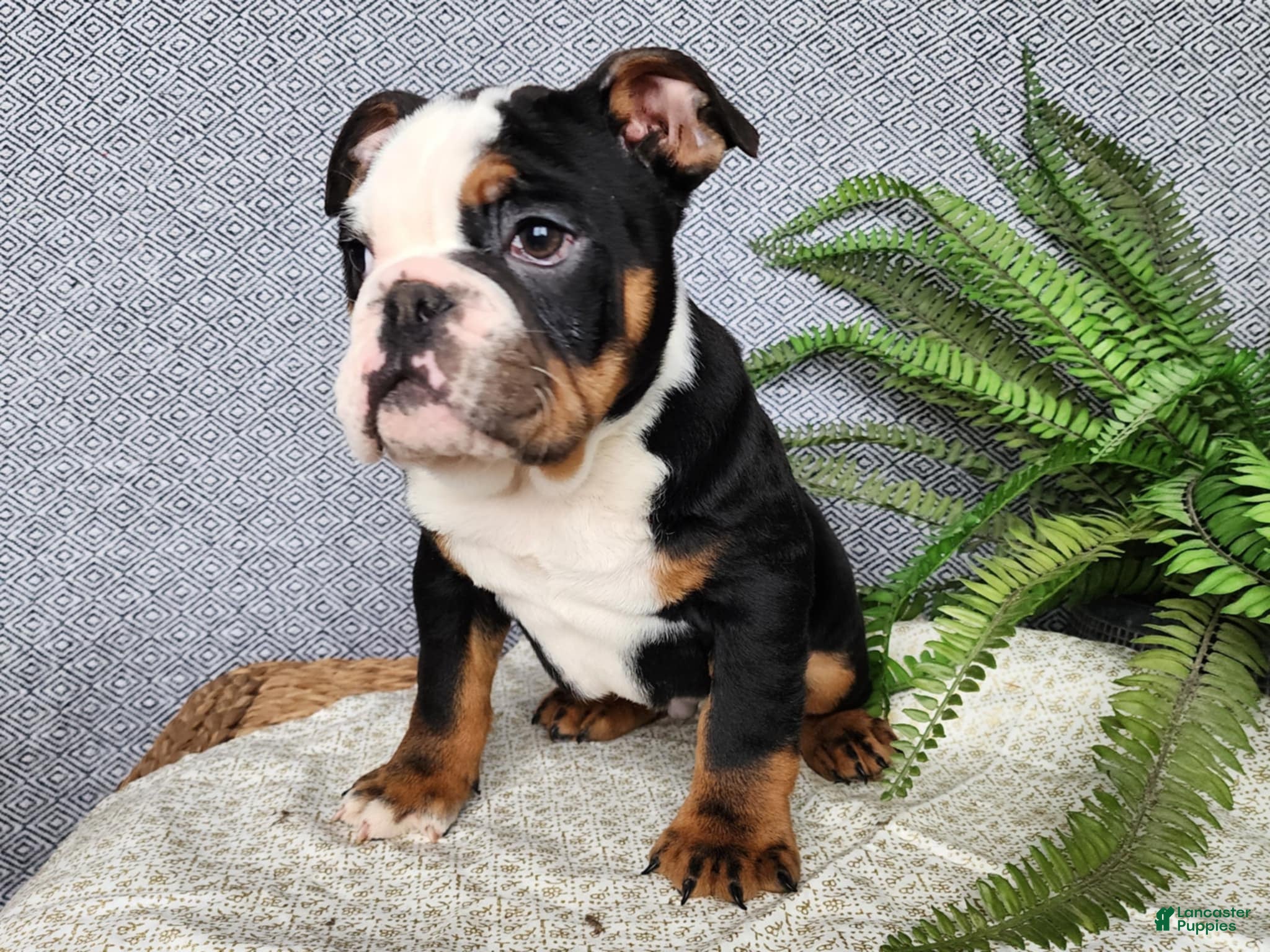 English Bulldog dogs Easton - Ad 25