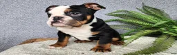 English Bulldog dogs for sale: Easton - Ad 1