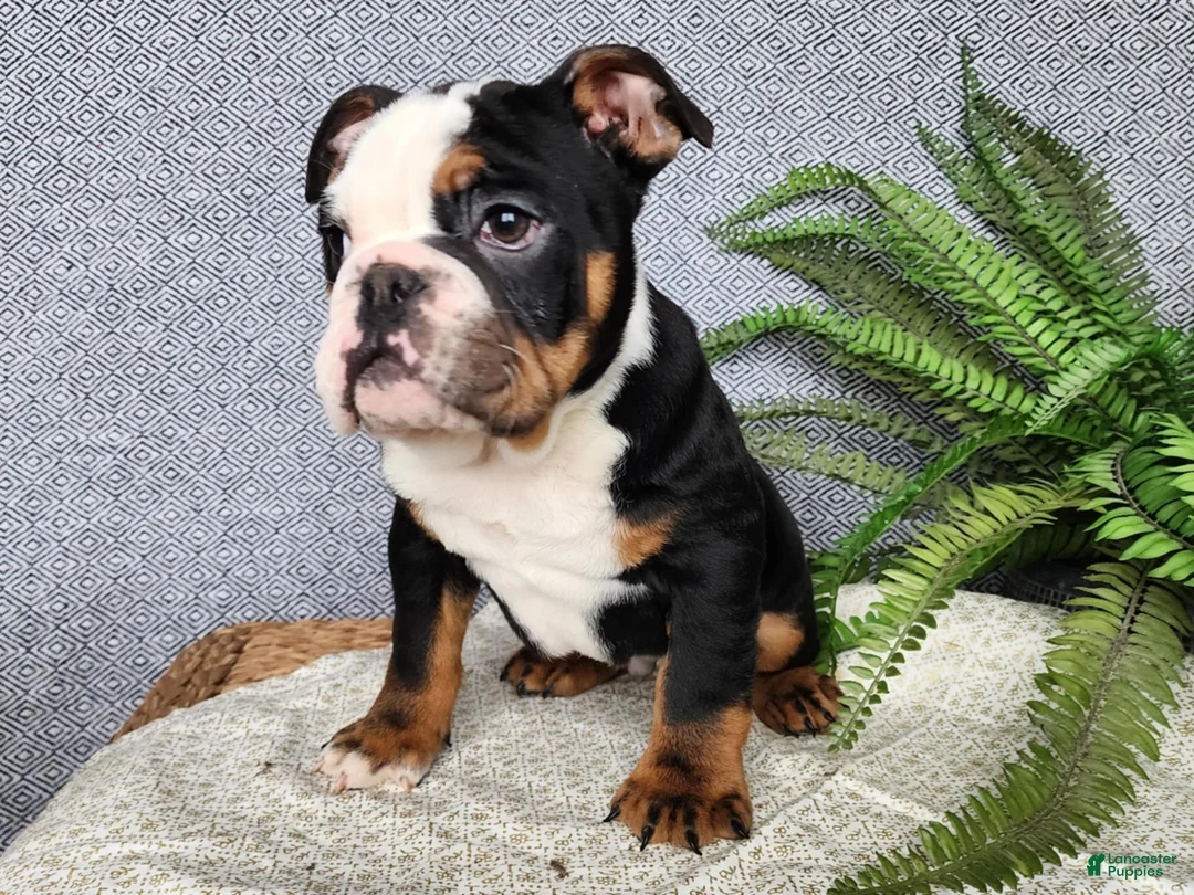 English Bulldog dogs for sale: Easton - Ad 1