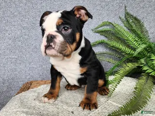 English Bulldog dogs Easton - Ad 25