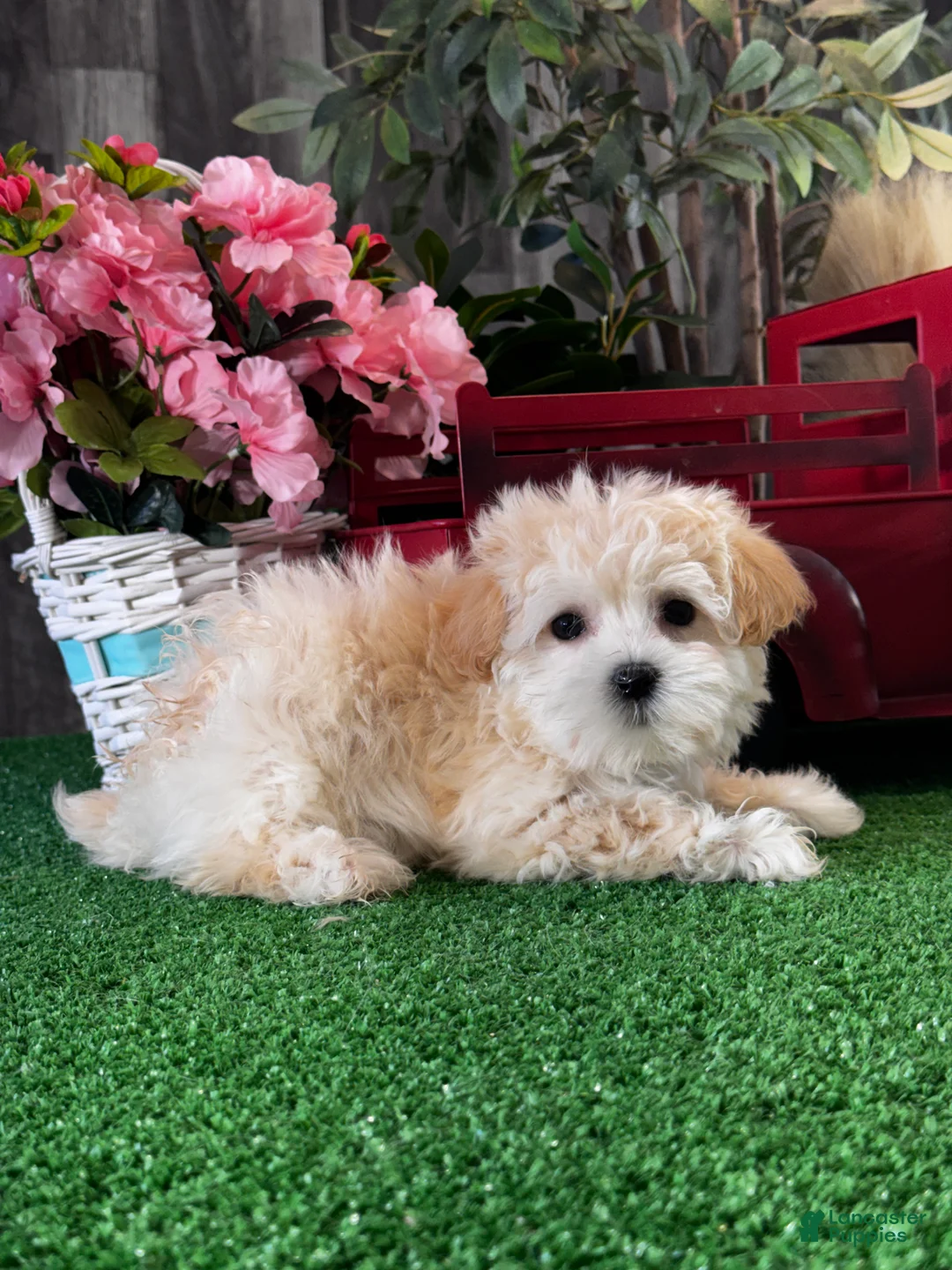 Havanese dogs for sale: Tiny Honey  - Ad 2