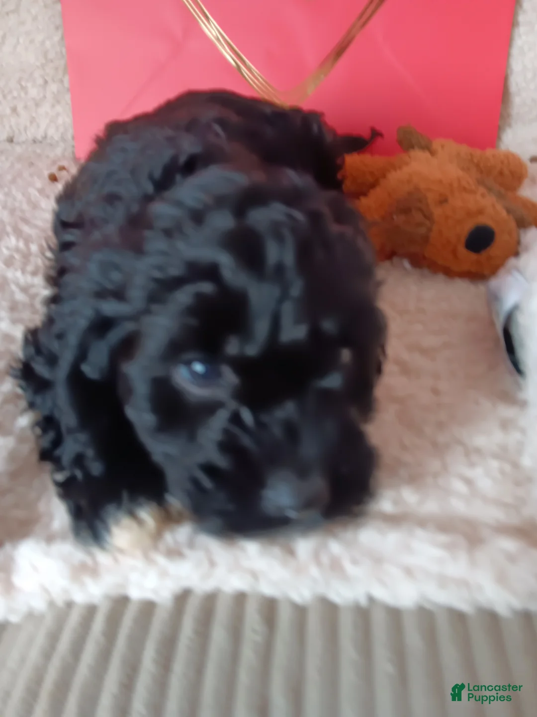 Cavapoo dogs for sale: Cavapoo Puppy 1 - Ad 2