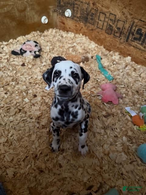 Dalmatian dogs Female 1 - Ad 1